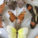 Vintage butterfly frame