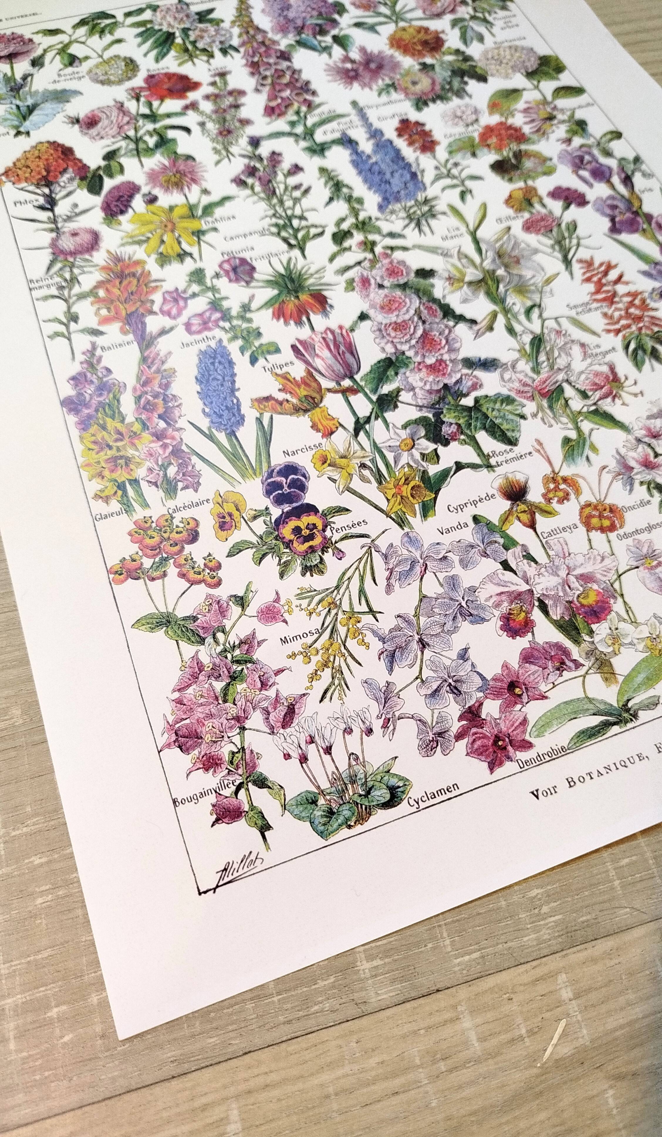 Poster about flowers, after a 1922 lithograph