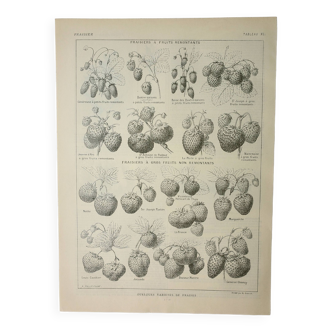 Gravure ancienne 1922, Fraises, fraisiers, agriculture, fruit • Lithographie, Planche originale