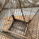 Vintage gold metal cage