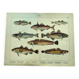 1898 Engraving - Fish - Ling and Haddock - Vintage Lithograph Plate