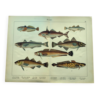 1898 Engraving - Fish - Ling and Haddock - Vintage Lithograph Plate