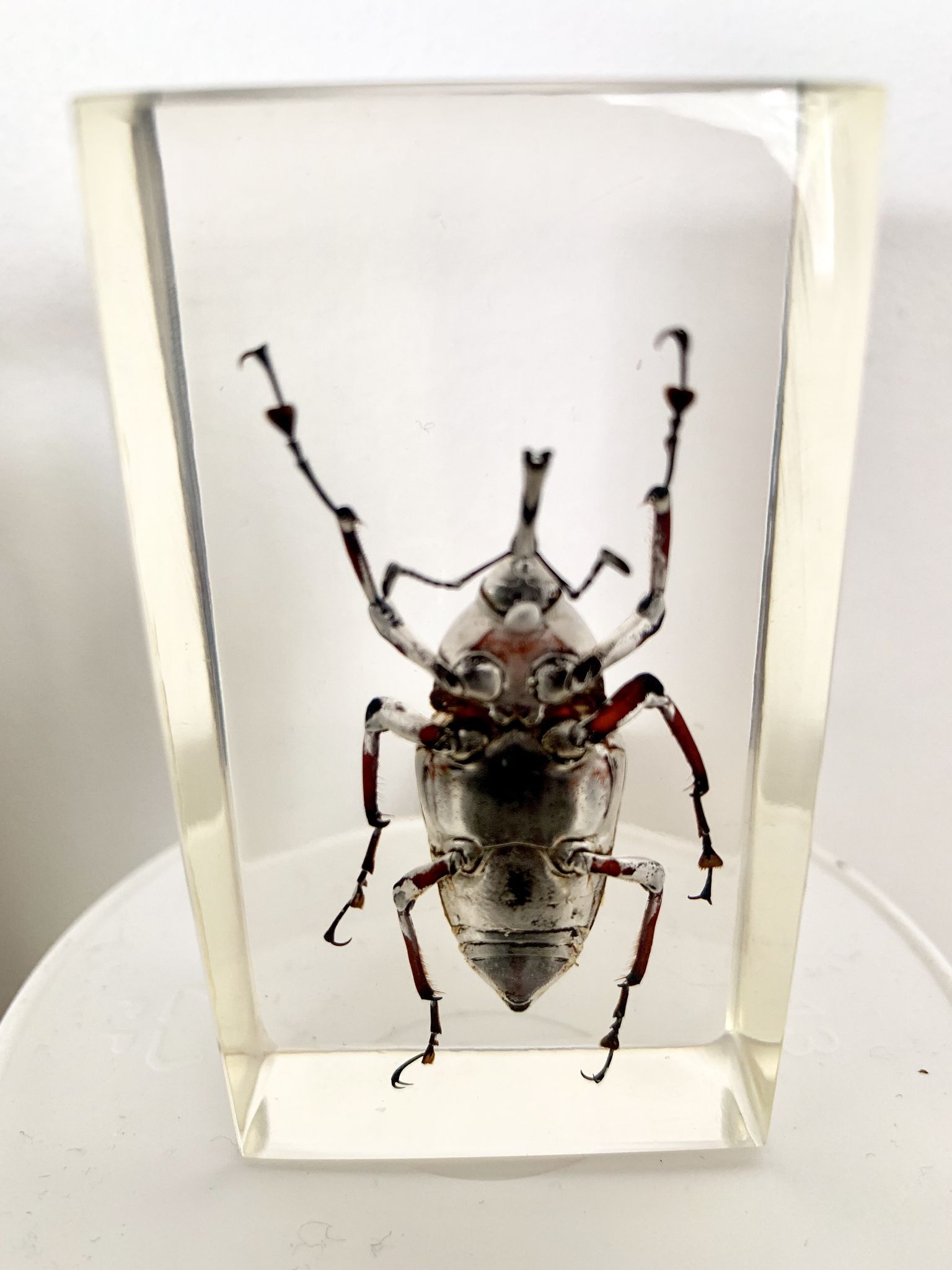 Trio d’insectes sous inclusion de résine N°2