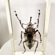 Trio d’insectes sous inclusion de résine N°2