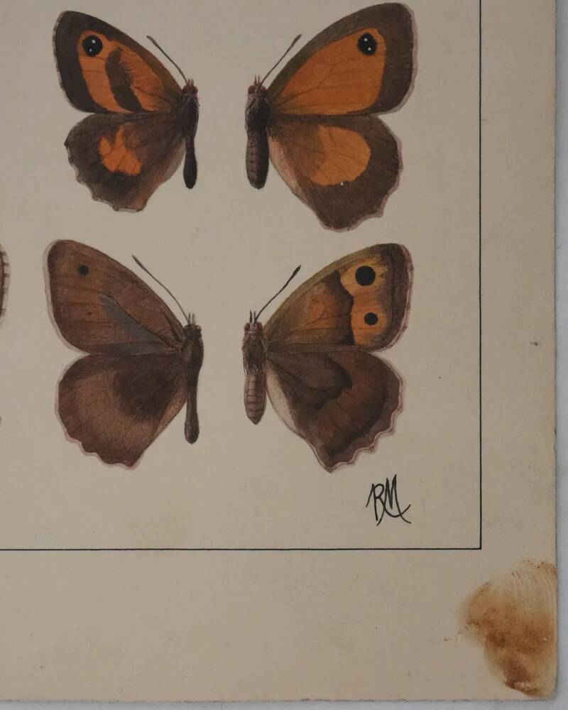 Small brown and orange butterflies, original signed watercolour, Roger METAYE.