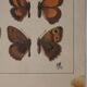 Small brown and orange butterflies, original signed watercolour, Roger METAYE.