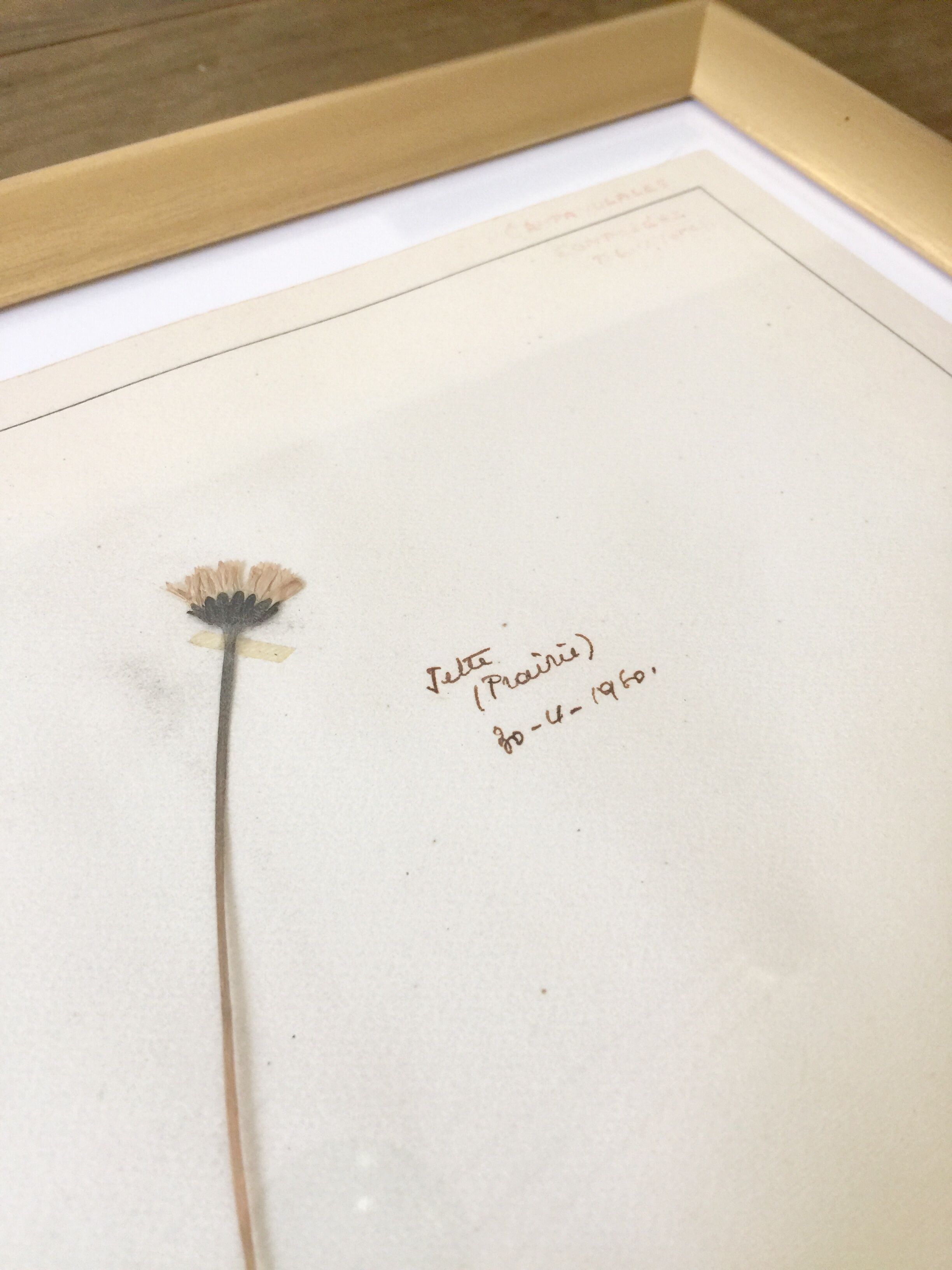 6 planches herbier datant de 1950 Provenance Belgique
