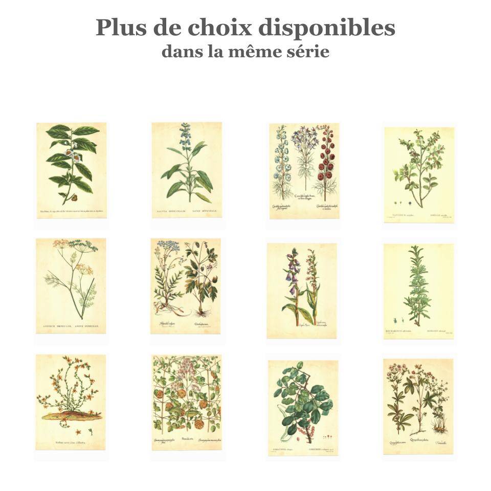 Old illustration 1959 - Filipendula. Botanical plate medicinal flower.