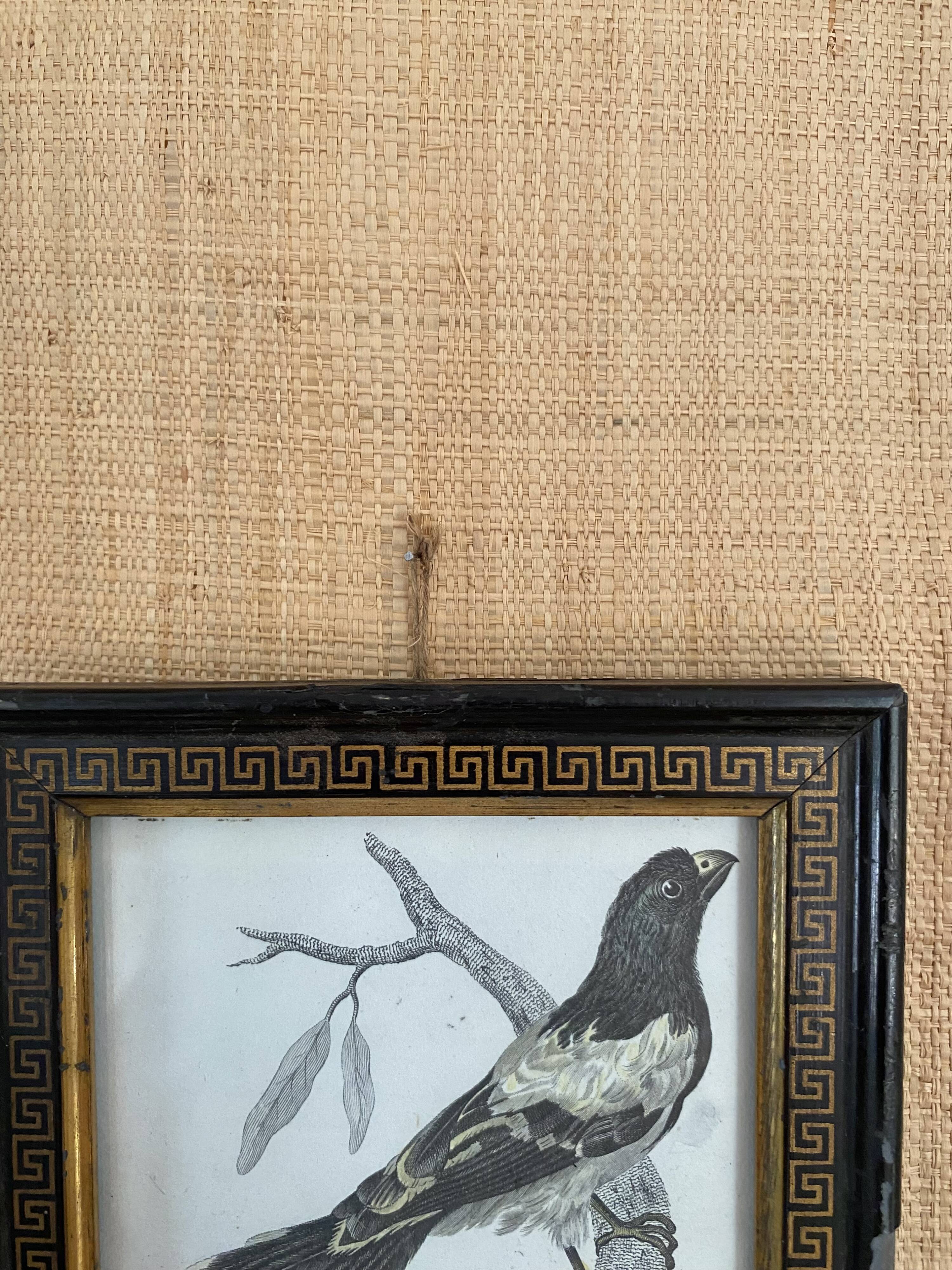 Zoological engraving 1808, 19th-century wooden frame