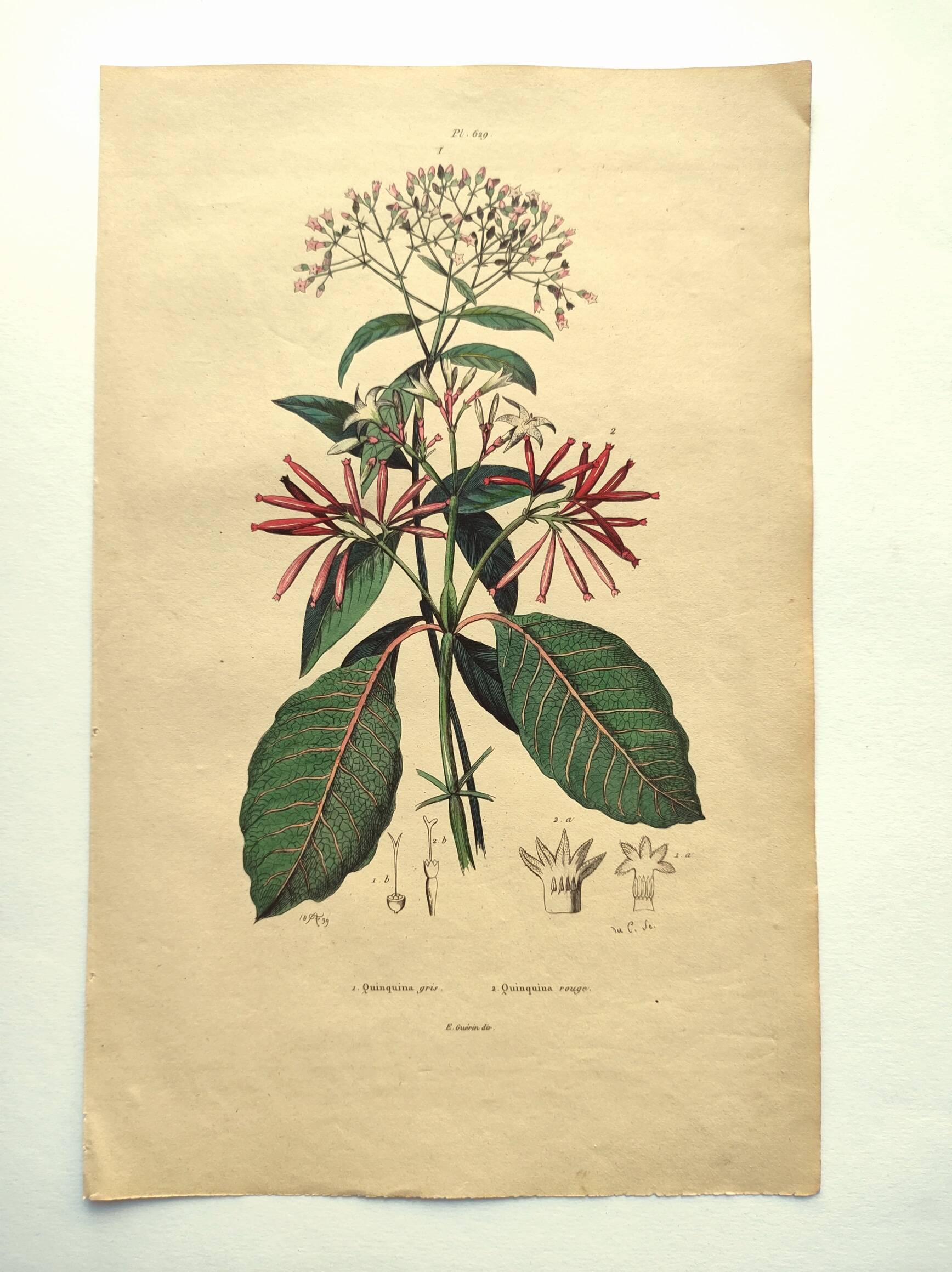Antique engraving from 1839 by DuCasse -Quinquina- Hand-colored botanical plate. Original.