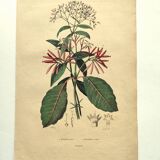Gravure de 1839  de DuCasse -Quinquina- Planche coloriée à la main botanique