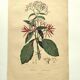 Antique engraving from 1839 by DuCasse -Quinquina- Hand-colored botanical plate. Original.