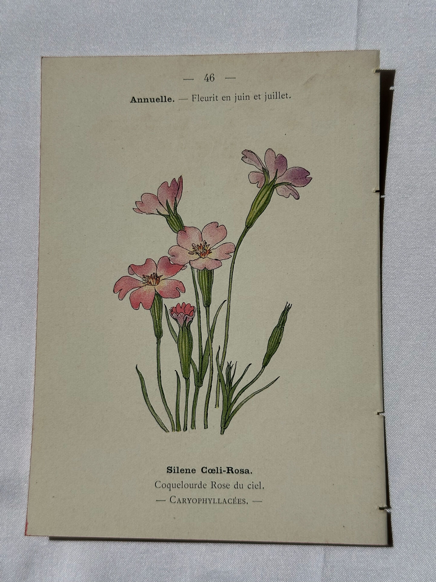 Botanical plate engraving flower France double-sided circa 1800 coloured