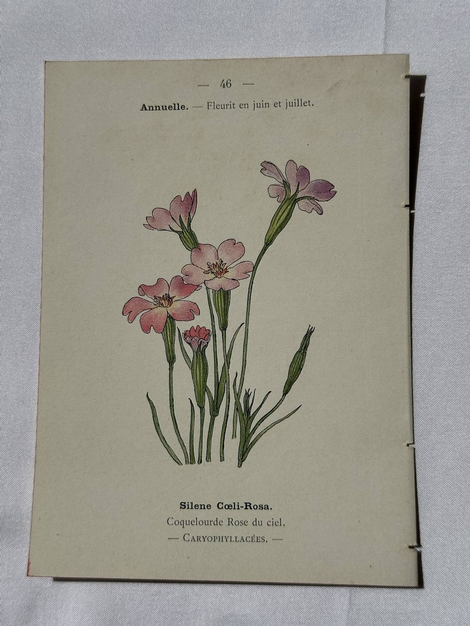 Planche botanique gravure fleur France double face circa1800 colorée