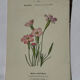 Botanical plate engraving flower France double-sided circa 1800 coloured