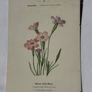 Planche botanique gravure fleur France double face circa1800 colorée