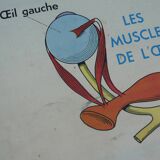 Old MDI school poster, eye-vision & ear-nose