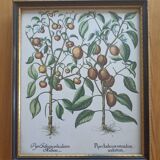 Framed botanical board