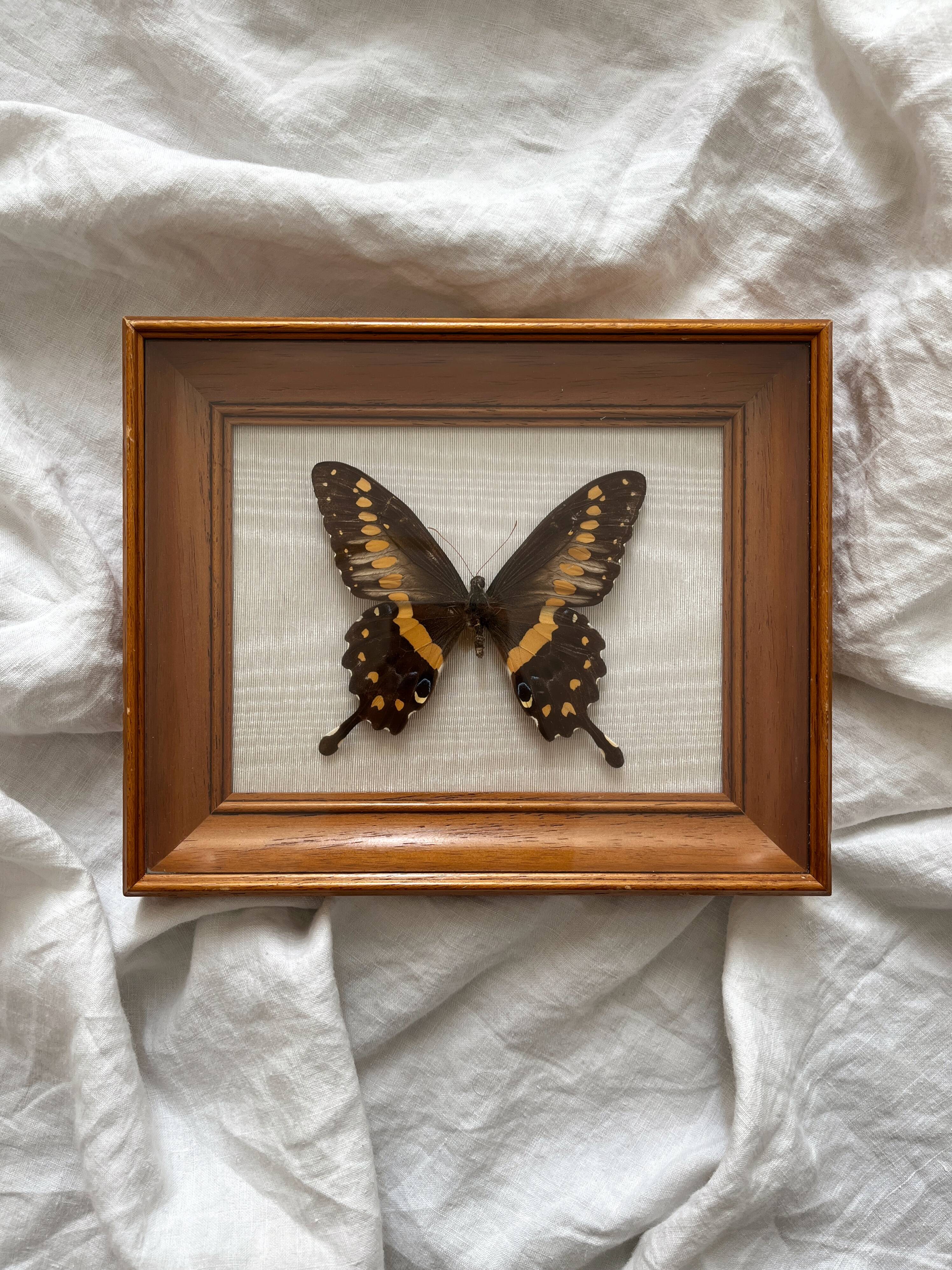 Vintage naturalized butterfly frame cabinet of curiosities