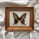 Vintage naturalized butterfly frame cabinet of curiosities