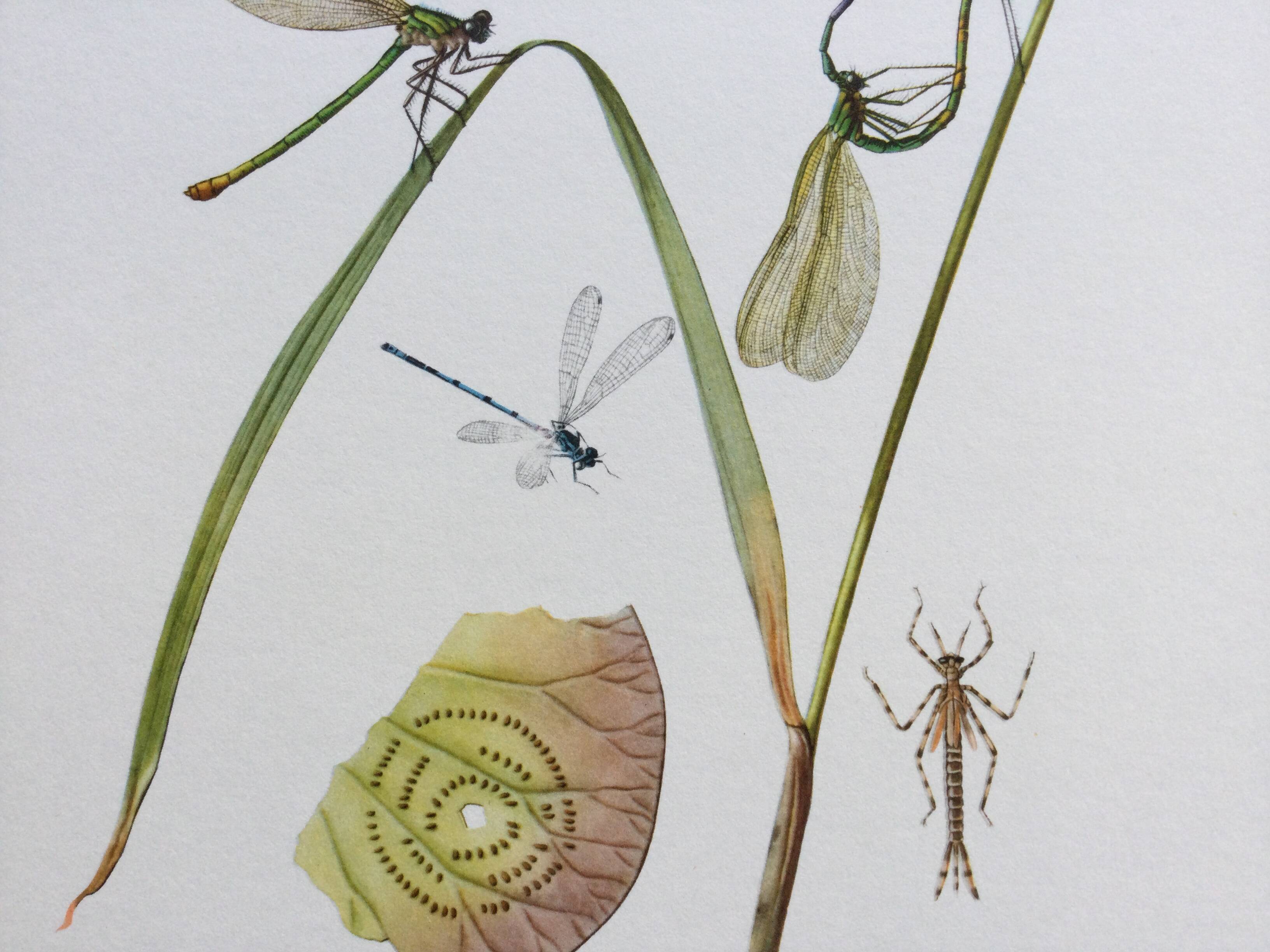 Old illustration "insects", 1960s.