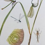 Illustration ancienne "insectes", années 60.