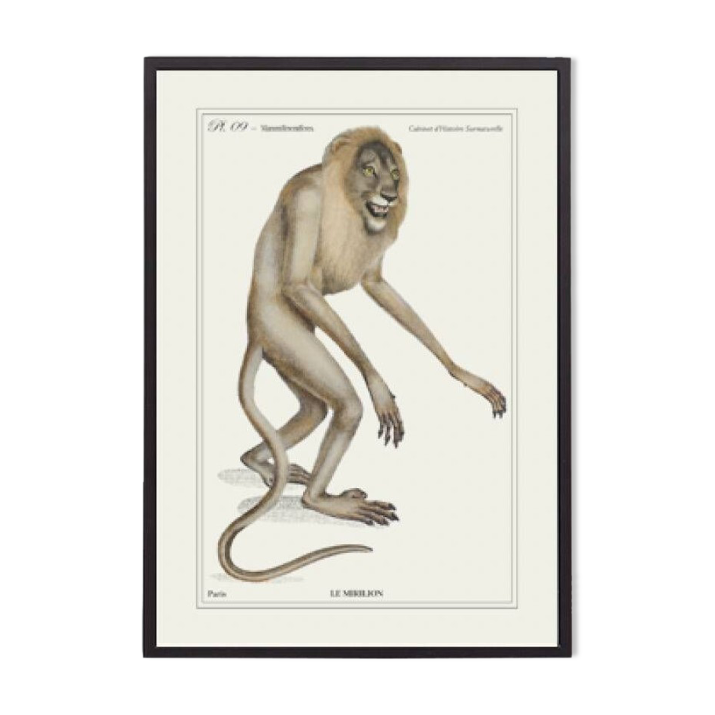 Lithograph engraving chimera animal - the mirilion