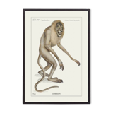 Lithograph engraving chimera animal - the mirilion