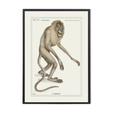 Lithograph engraving chimera animal - the mirilion