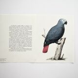 Ornithological board The grey parrot or Jaco
