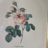 Redouté Frame
