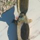 bronze crocodile ashtray 35 cm