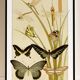 Poster “Butterflies”, after an Art Nouveau lithograph from 1897