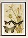Poster “Butterflies”, after an Art Nouveau lithograph from 1897