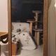 High Louis XVI mirror