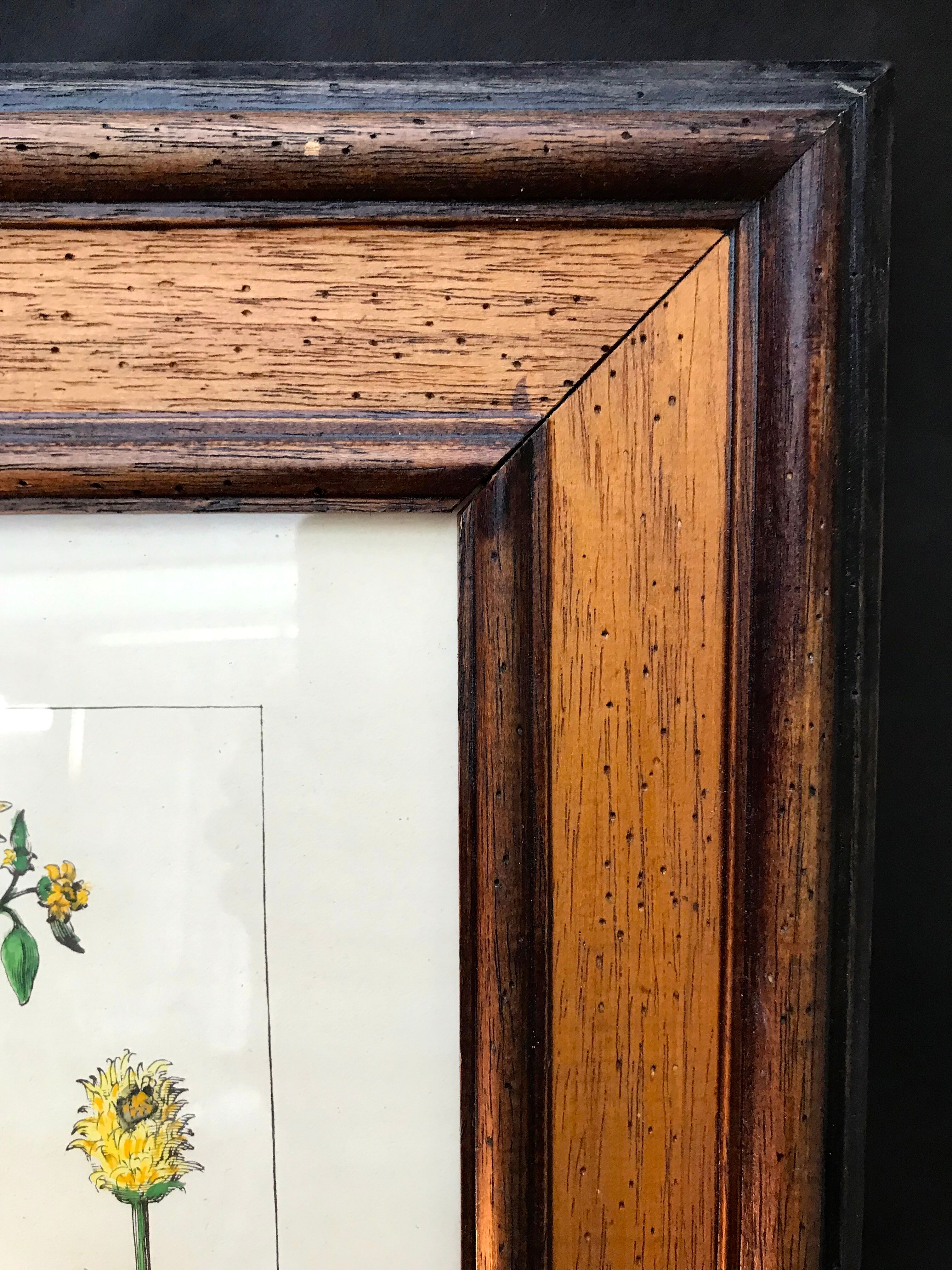 Painting golden yellow flowers wooden frame vintage botanical encyclopedia Lamarck