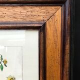 Painting golden yellow flowers wooden frame vintage botanical encyclopedia Lamarck