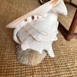 Extra large sea snail shell