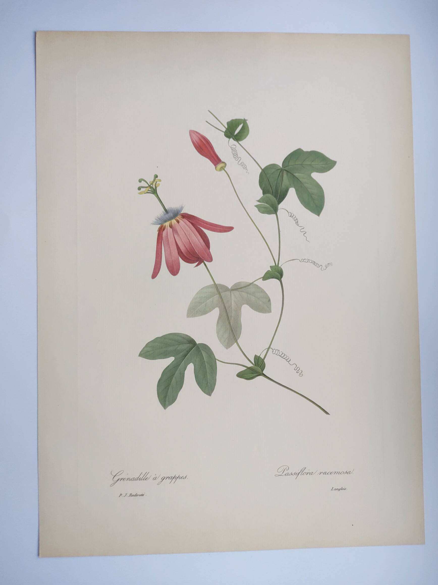 Vintage Botanical Engraving -1955- Passiflora or Grenadilla - by Redouté