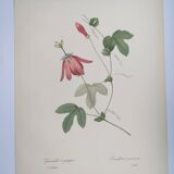 Vintage Botanical Engraving -1955- Passiflora or Grenadilla - by Redouté