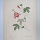 Vintage Botanical Engraving -1955- Passiflora or Grenadilla - by Redouté