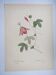 Vintage Botanical Engraving -1955- Passiflora or Grenadilla - by Redouté