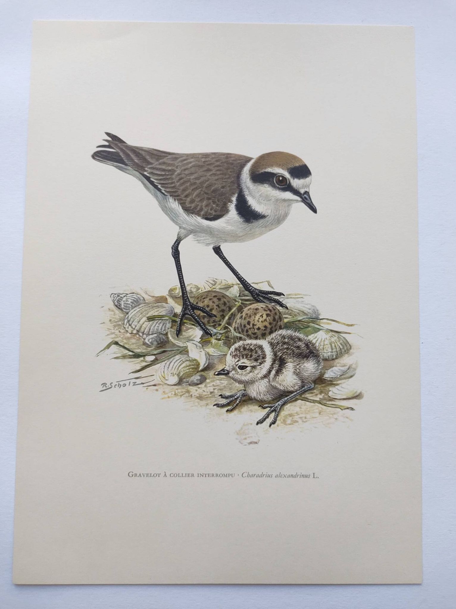 Old bird board from the 60s - Ringed Plover - Nature image