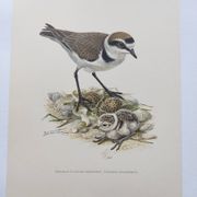 Old bird board from the 60s - Ringed Plover - Nature image