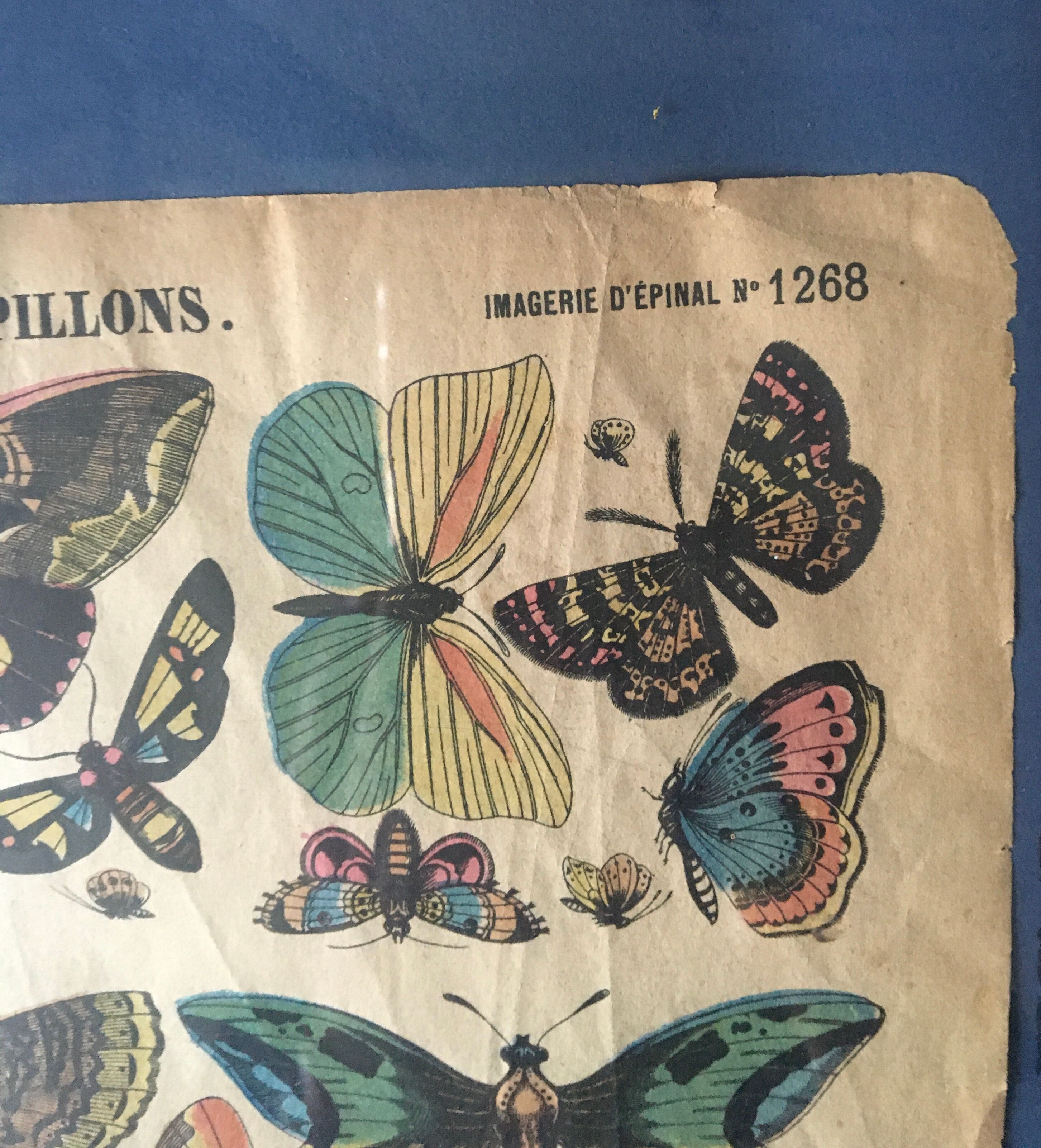 Framed botanical plank, 1900