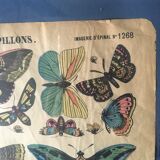 Framed botanical plank, 1900