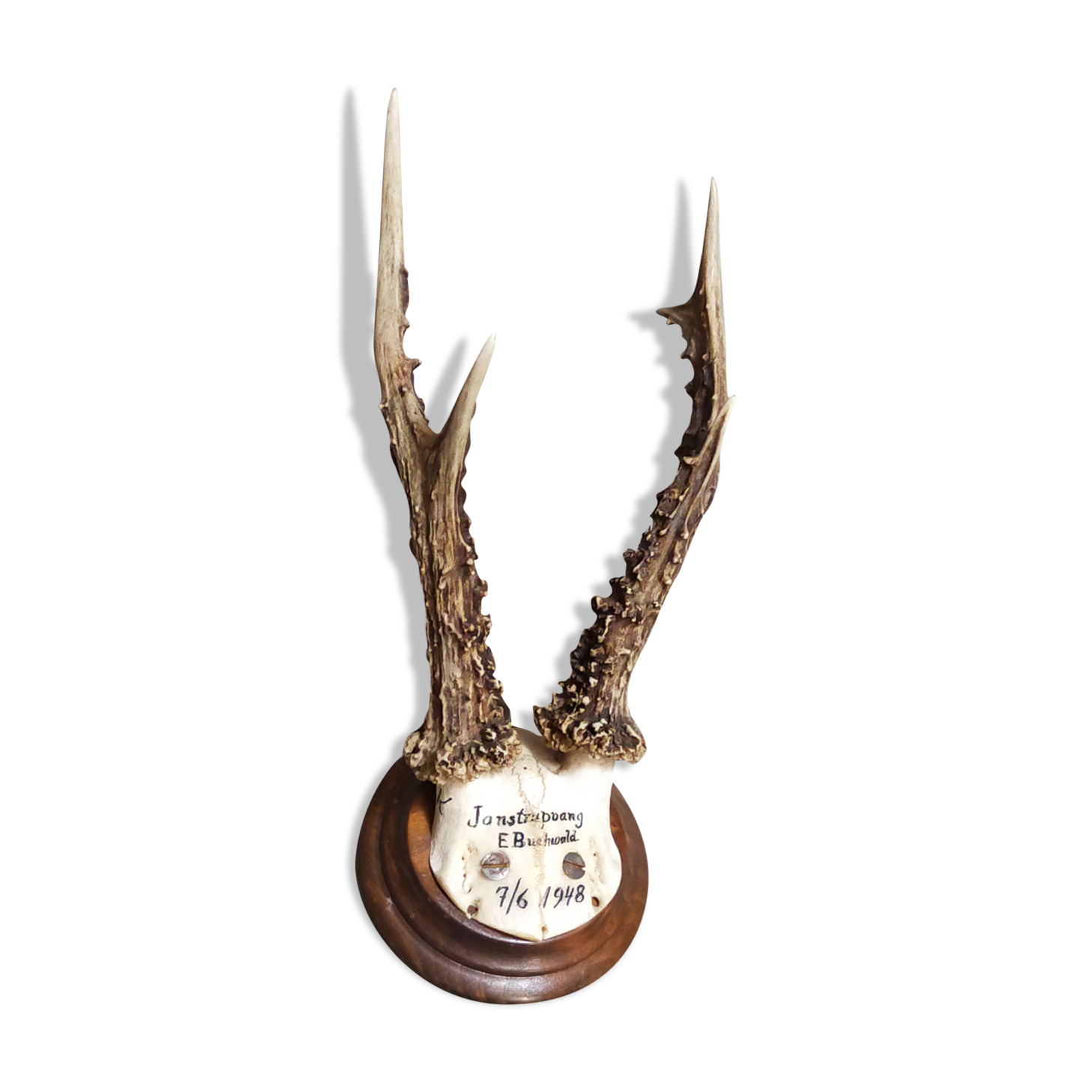 Vintage Scandinavian Hunting Trophy