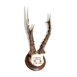 Vintage Scandinavian Hunting Trophy