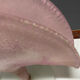 Pink Murano Glass Table Lamp 1980’s