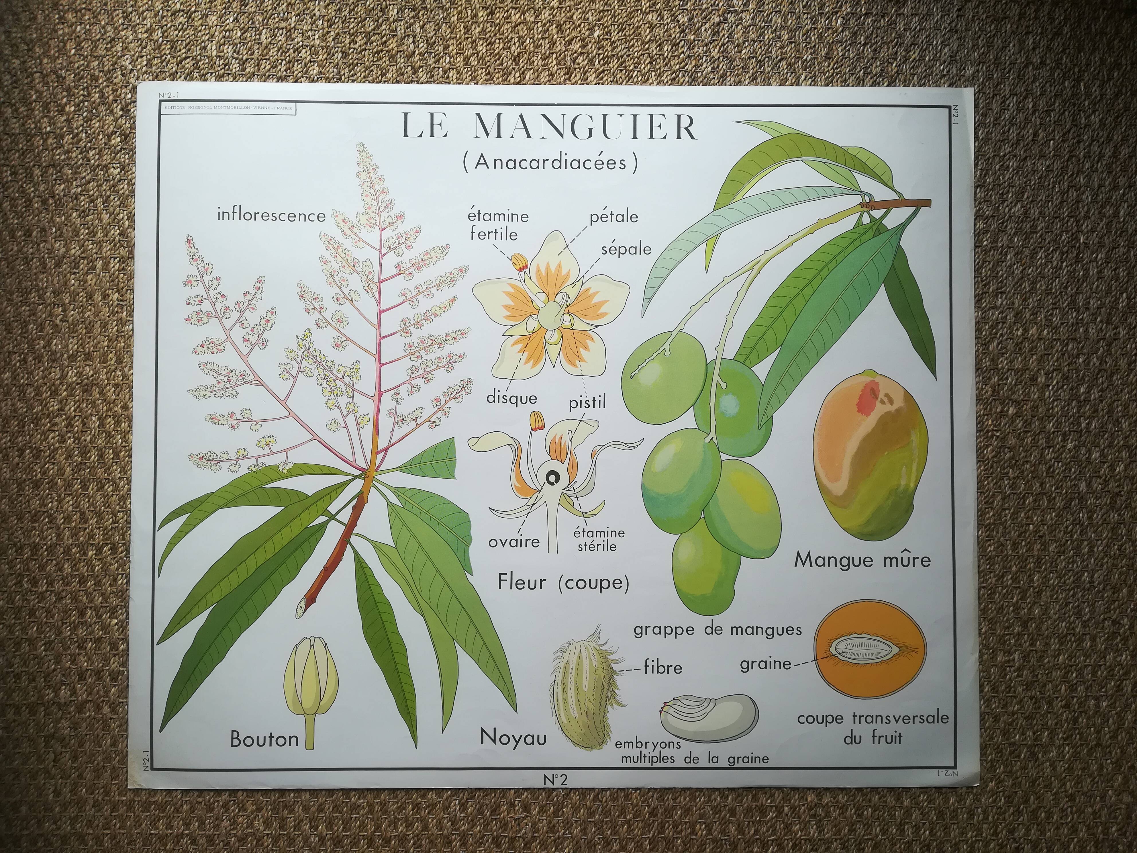 Affiche pédagogique Rossignol "Le cotonnier et le manguier" vintage.